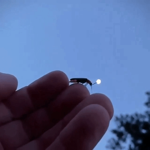 Firefly aka Lightning Bug
